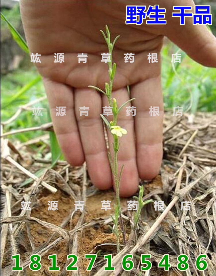 竑源青草药中草药野生独脚金独脚柑金锁匙疳积草小儿厌食疳积