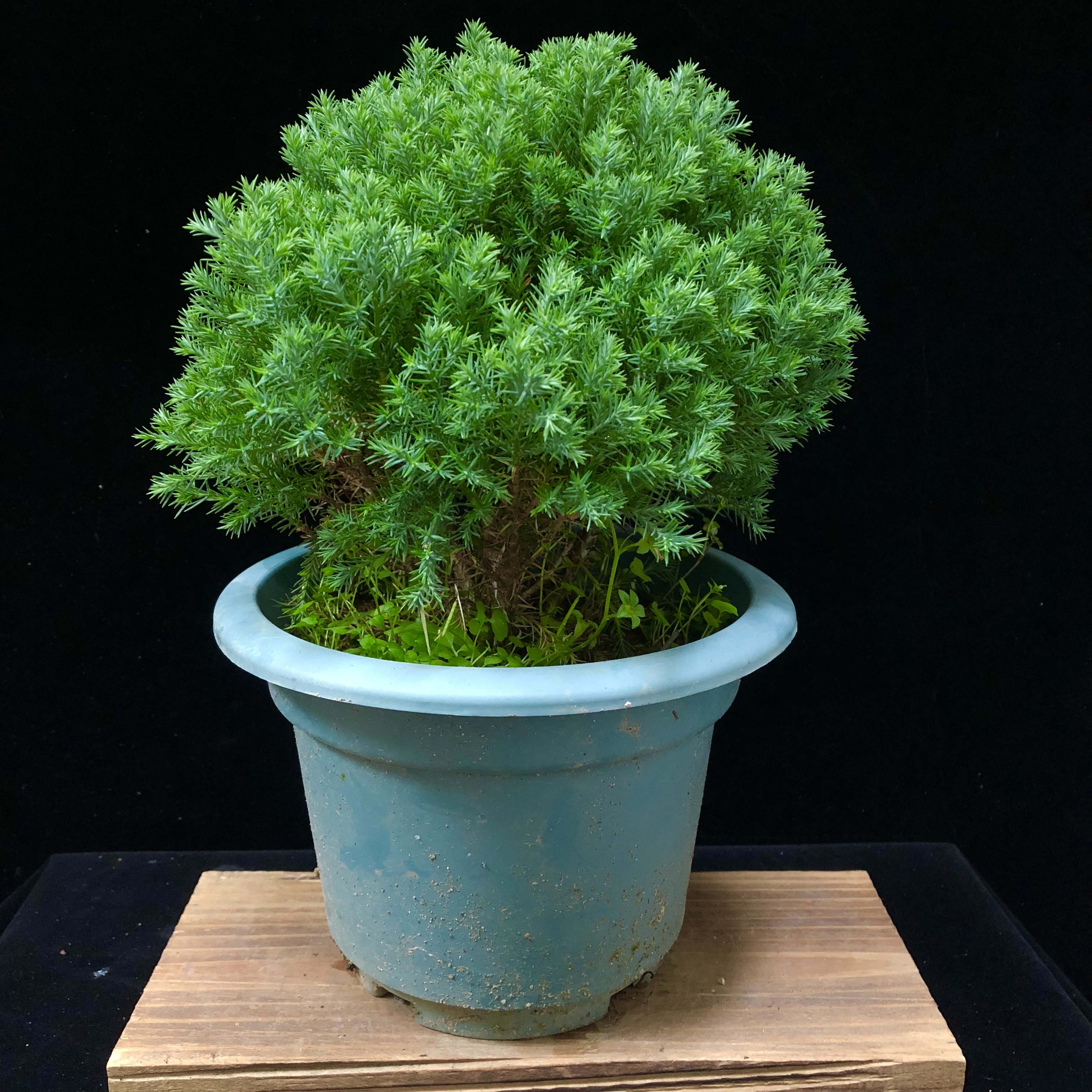 雾松常青观办公室雾凇叶雾凇四季盆景净化空气室内客厅绿植