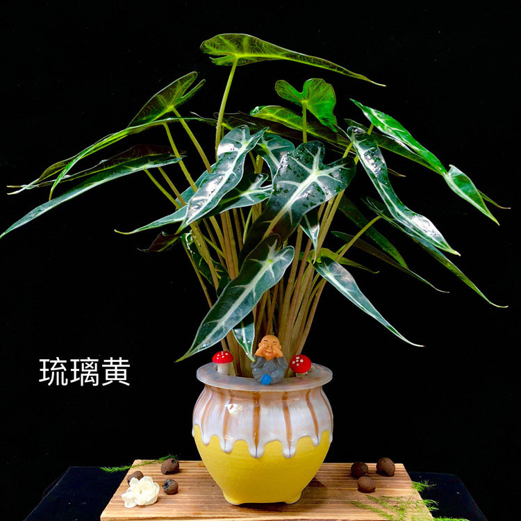 小仙女喜阴耐热绿植盆栽植物网红观音叶网红室内观绿植