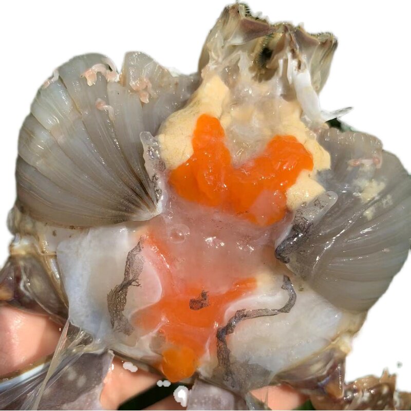 舟山淡膏呛蟹红膏梭子蟹母蟹生46两左右2份梭子蟹