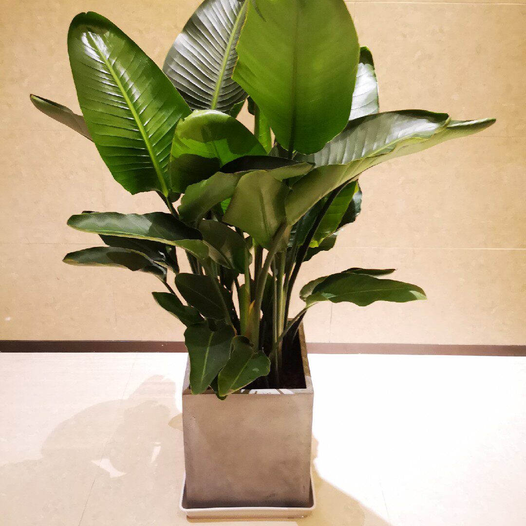 天堂鸟植物大型室内盆栽鹤望兰客厅办公室大厅绿植大型绿植