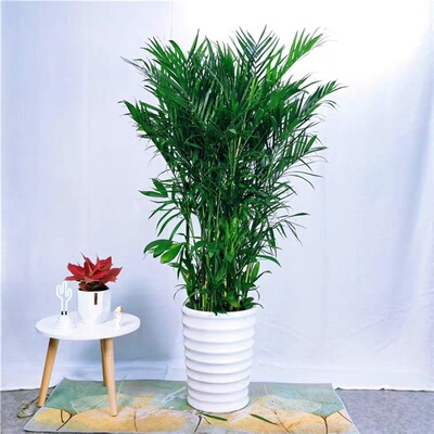 夏威夷竹子盆栽客厅室内椰子甲醛植物大型绿植