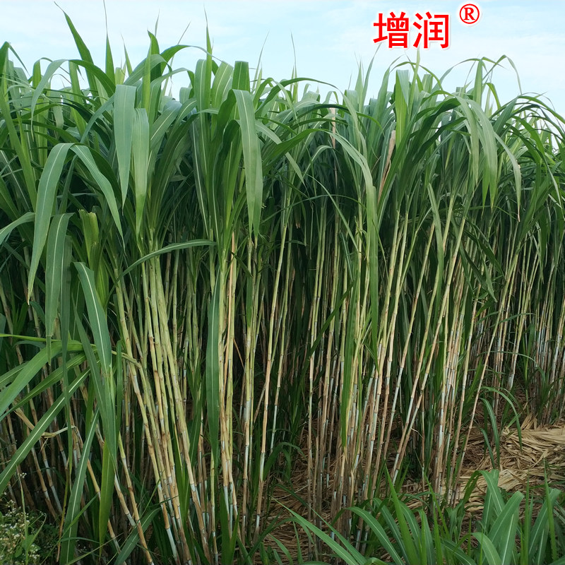 台湾甜象草种节田象草种籽高产四季多年生牧草家庭园艺种子