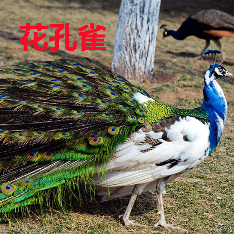 七彩孔雀活体公母一对活物羽毛饲养幼苗孵化受精鸟