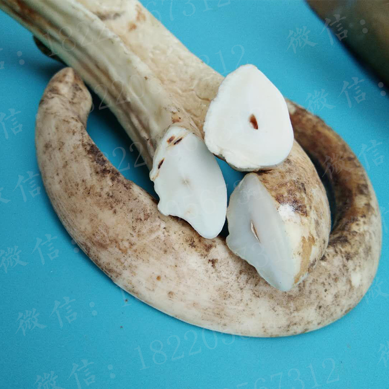 野猪牙獠牙霸气超大野猪牙雕刻原料牙齿成人男情侣吊坠保真辟邪