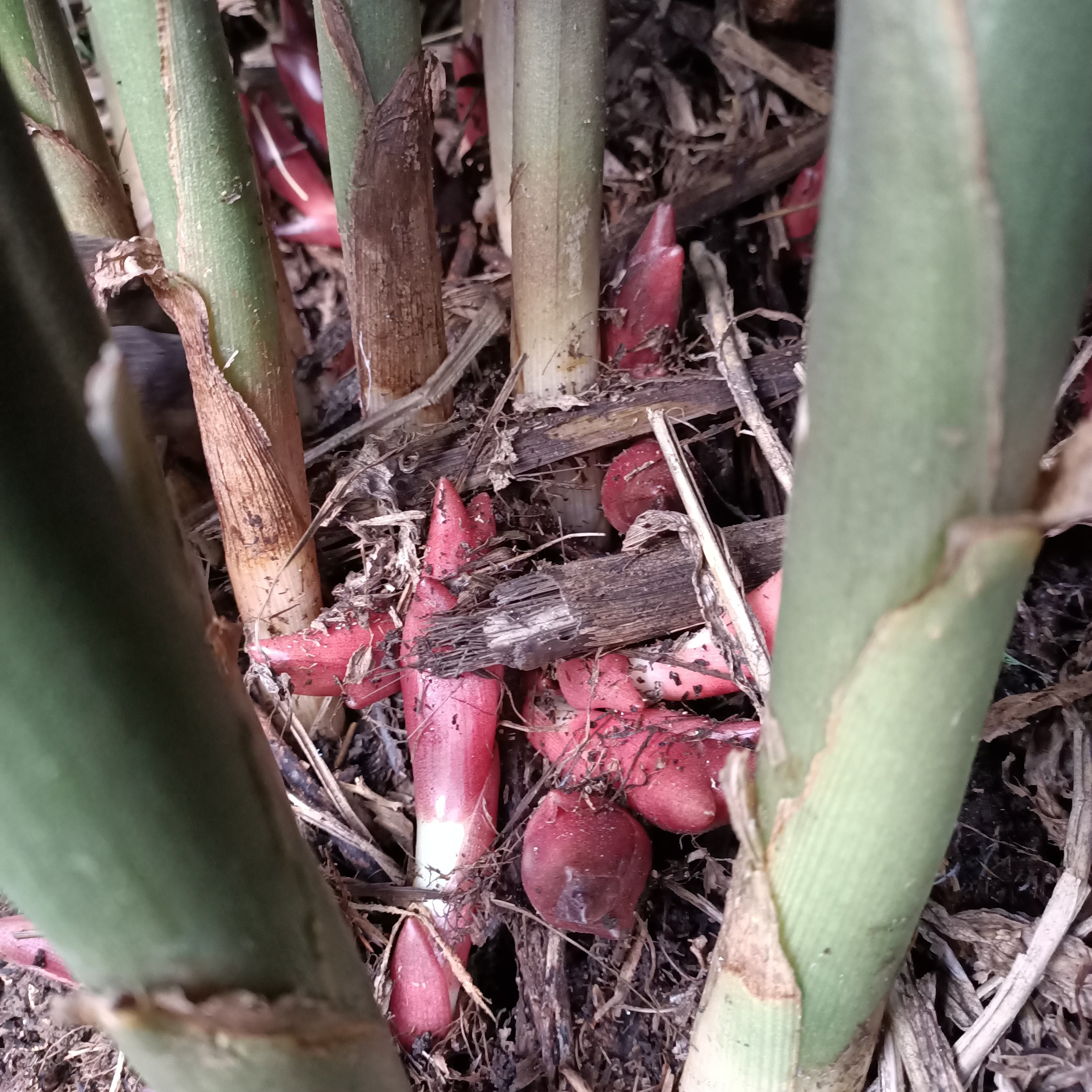 阳荷姜种根洋荷种苗洋火姜种农家种植简单阳台其它