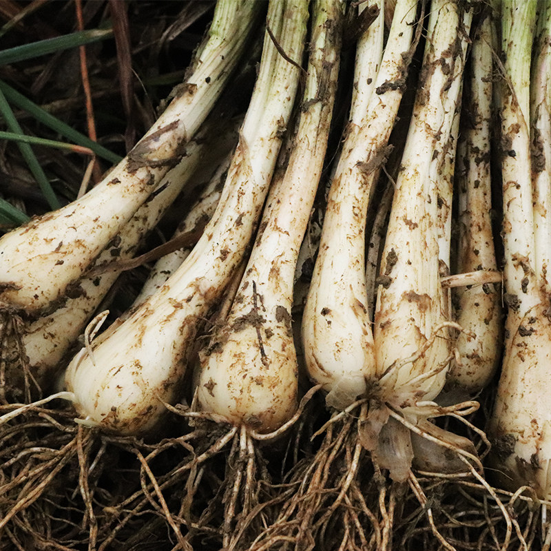 四川特产农家蔬菜新鲜藠头现挖现发带叶教头其它