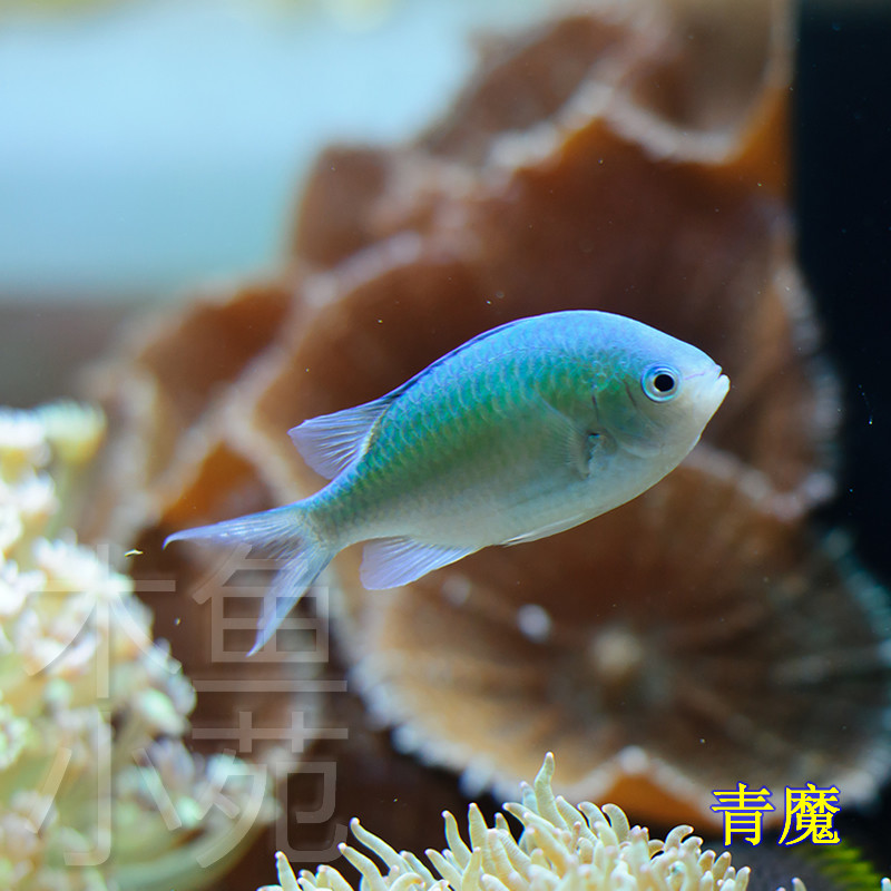 热卖活体海水鱼西施二三四间雀蓝丝绒金肚太阳双色青黄尾蓝魔活体