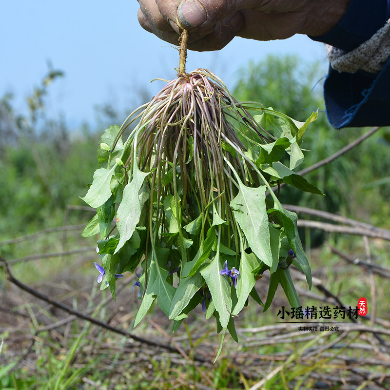 犁头草新现采紫花地丁三角草地丁草500g整棵其他药食同源食品