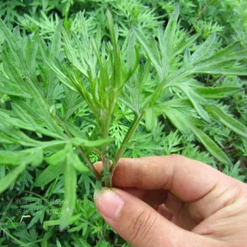 艾草苗盆栽食用艾叶草新鲜清明草植物苗绿植四季好养
