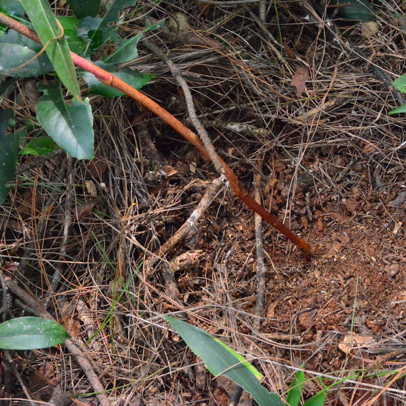 野生新鲜土茯苓农家现挖土茯苓片块硬饭头广东煲汤料500g包邮