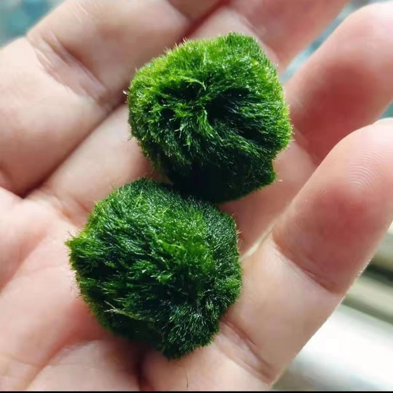 鱼缸绿藻水族箱造景球藻水培迷你球形植物mossball造景