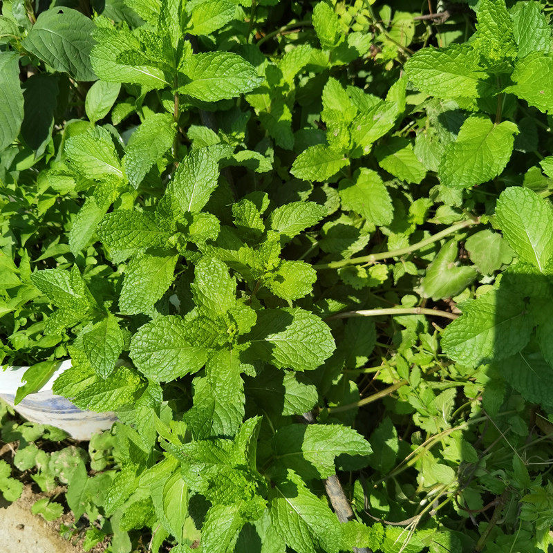 薄荷盆栽新鲜可食用苏格兰薄荷柠檬薄荷留兰香薄荷阳台庭院薄荷叶