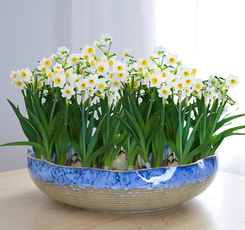 花卉水仙花盆栽四季水培耐寒植物室内室内外外水种球