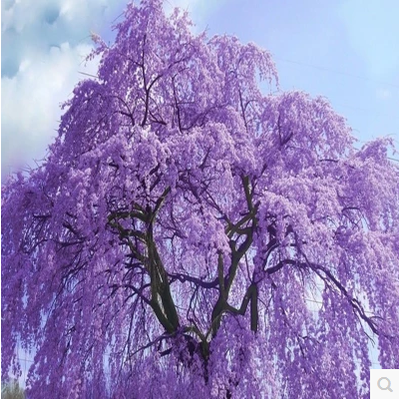 紫薇 庭院百日红美国紫薇树苗红火箭红花紫薇花苗红火球紫薇花树