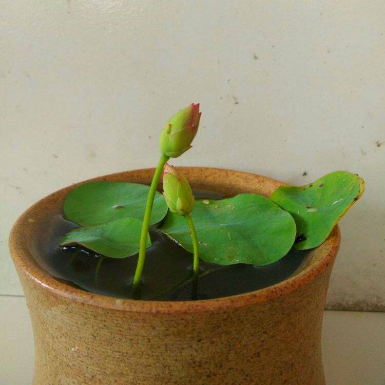 湘妃女 微型碗莲荷花盆栽莲花阳台水培植物花卉观赏水培植物