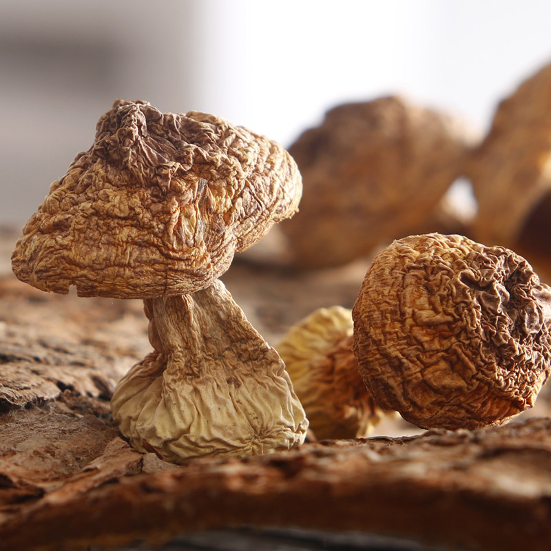 姬松茸200克炖汤炒菜味道香浓食材鸡腿菇姬松菇松蘑新鲜干货