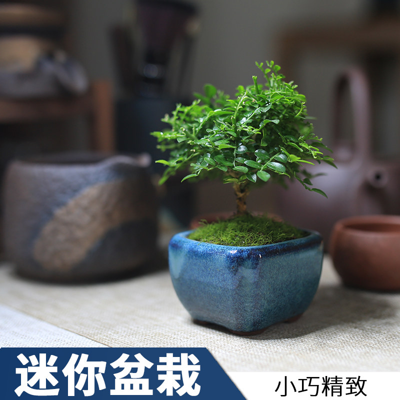 小叶九里香迷你微型小盆盆栽办公室好养绿植四季绿植