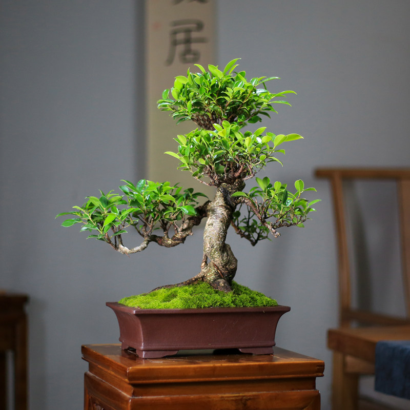 小叶榕树盆景老桩造型办公办公室室内客厅大型绿植