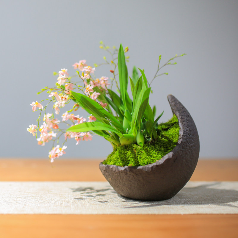 盆栽文心香兰花苞兰花办公室桌面迷你花卉绿植国兰