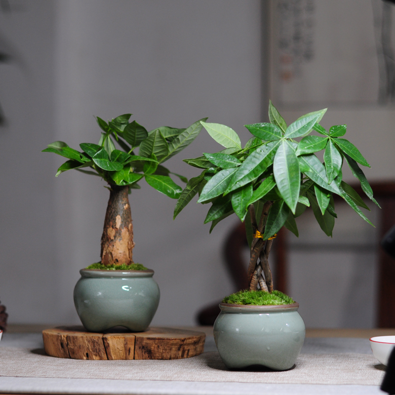 发财树小盆室内盆栽辫子创意倒流流香禅意摆件造型盆景