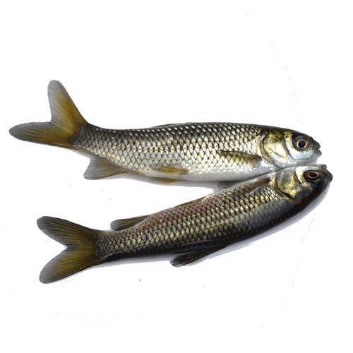 草鱼苗草皖草混半斤小鲩鱼活体四大家鱼冷淡水活体好养殖食用包邮