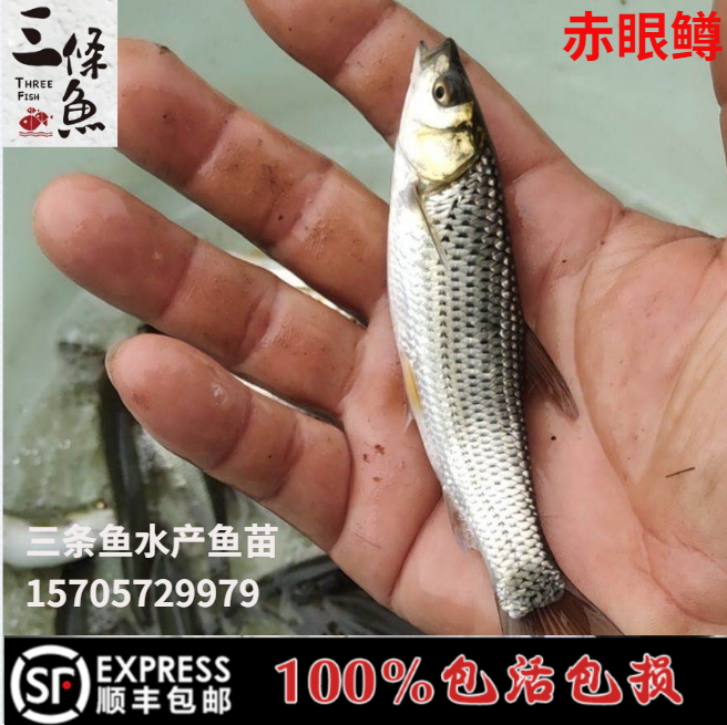 鳟鱼赤眼鱼苗红眼火烧草鱼优质活体冷淡淡水鱼