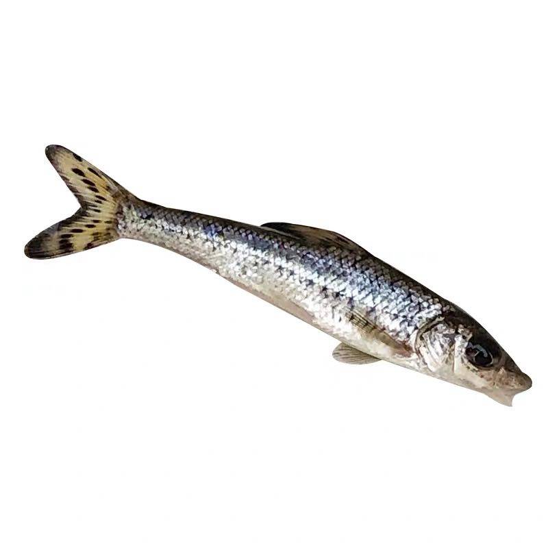 花骨鱼苗季鱼底层清道夫鸡郎小宠宠物活体冷淡鱼