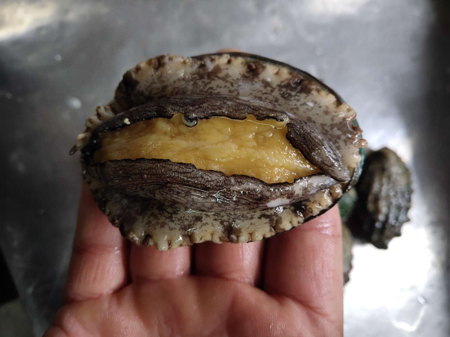 鲍鱼野生九孔深海8头8只1斤2斤138元包邮鲍鱼