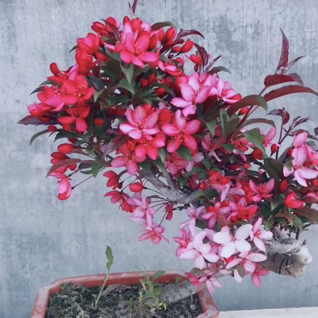 皇家雨点海棠花花卉海棠盆景盆栽包邮时令草本花卉