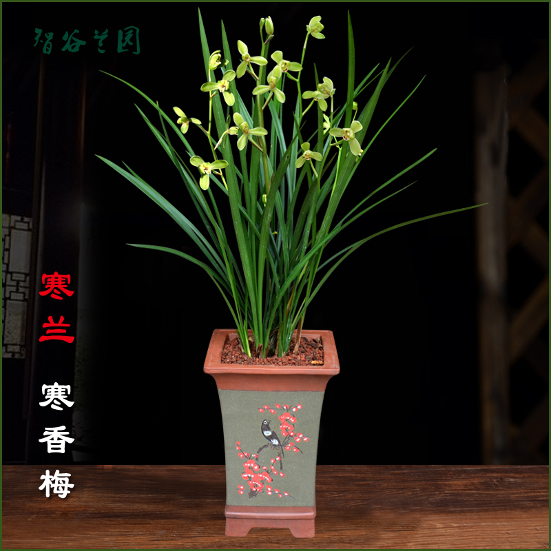 开花神器浓香寒兰寒香梅 冬天开花兰花 立叶梅瓣兰花阳台客厅花卉