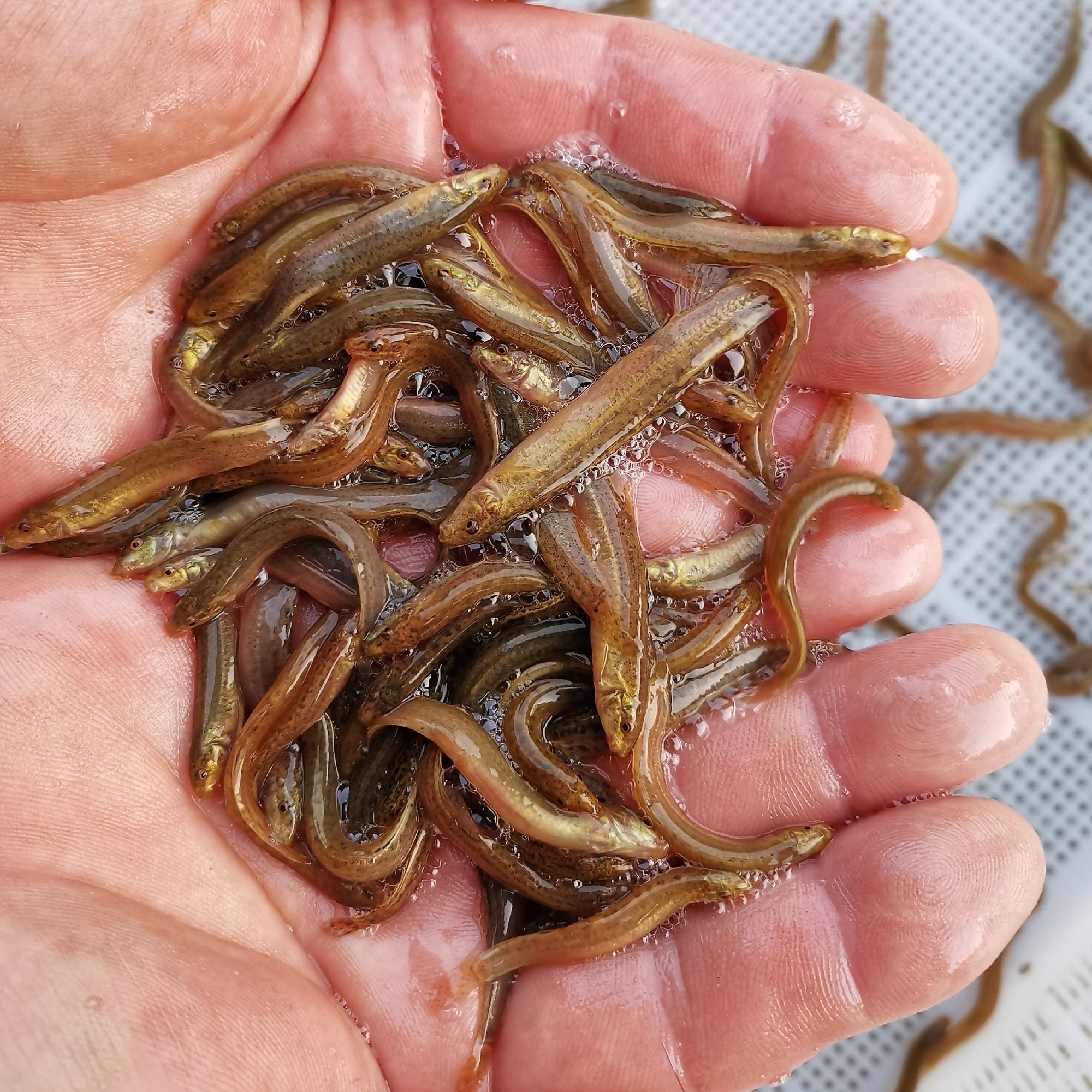 小泥鳅苗新鲜活台湾泥鳅幼苗钓鱼筏钓龙鱼乌龟鱼