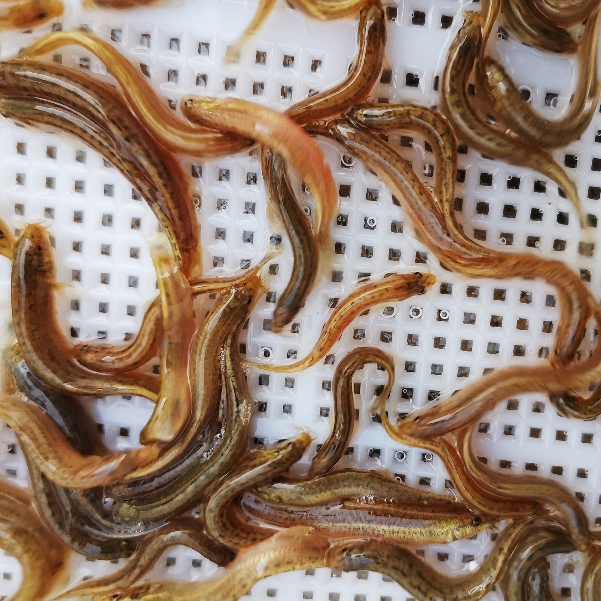 小泥鳅苗新鲜活台湾泥鳅幼苗钓鱼筏钓龙鱼乌龟养殖放生饲料鱼活体