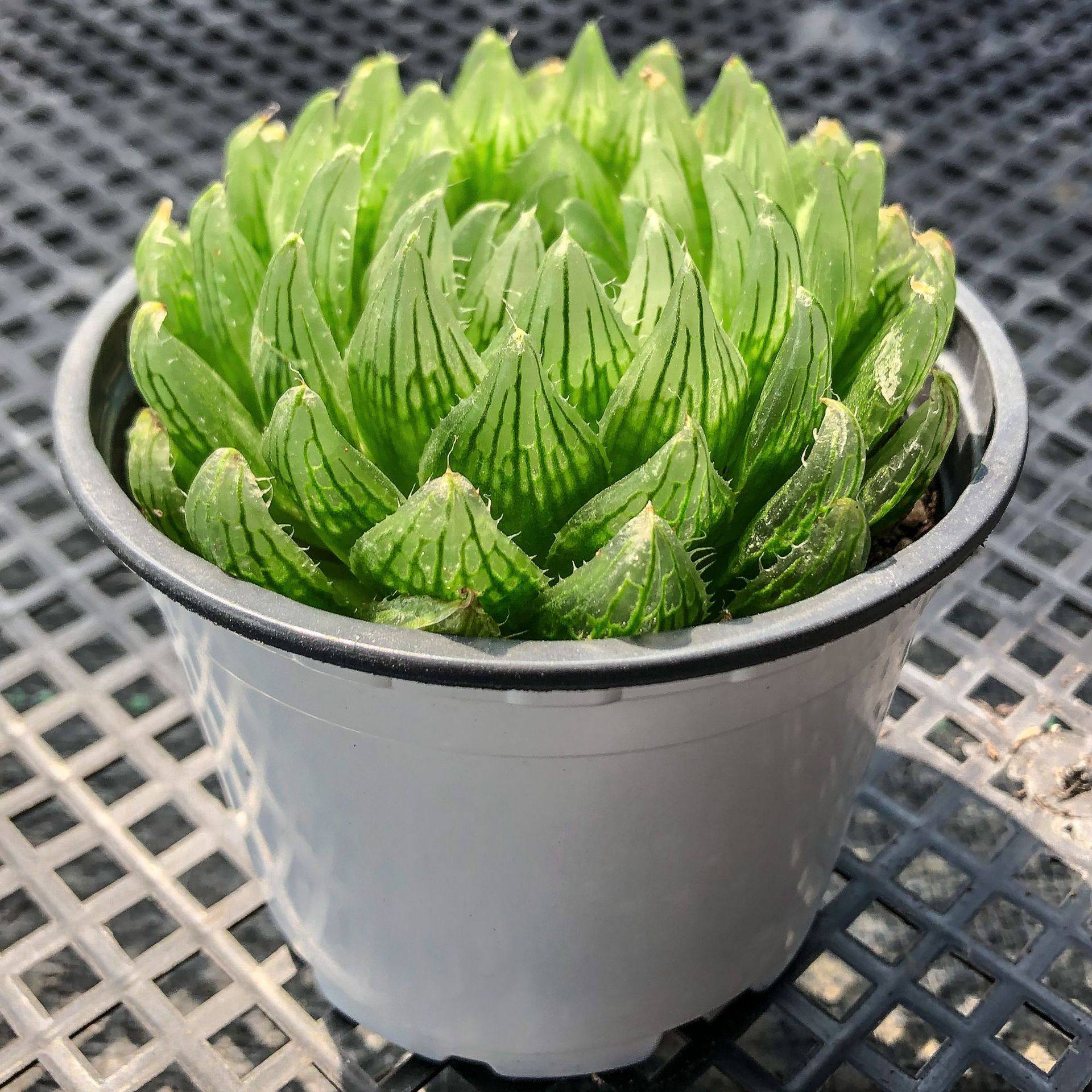 玉露摩卡红岩肌赤水晶宫灯系列冰灯冰城盆栽创意迷你植物