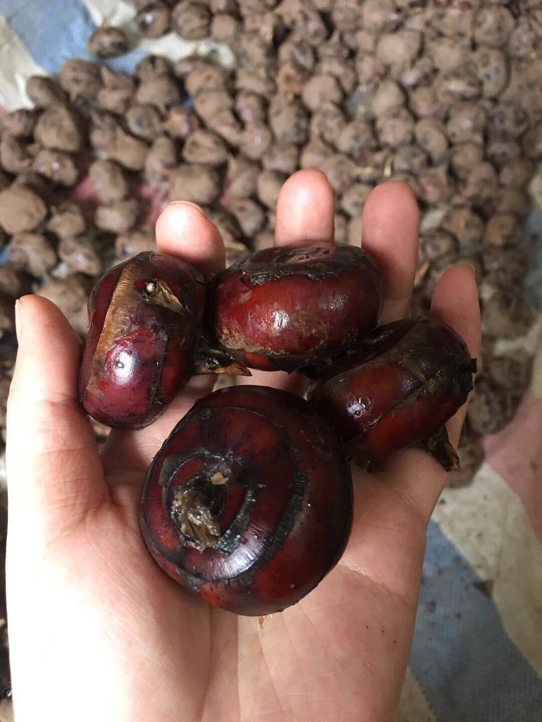 广西特产正宗荔浦马蹄新鲜荸荠清脆无渣多汁水果大果包邮