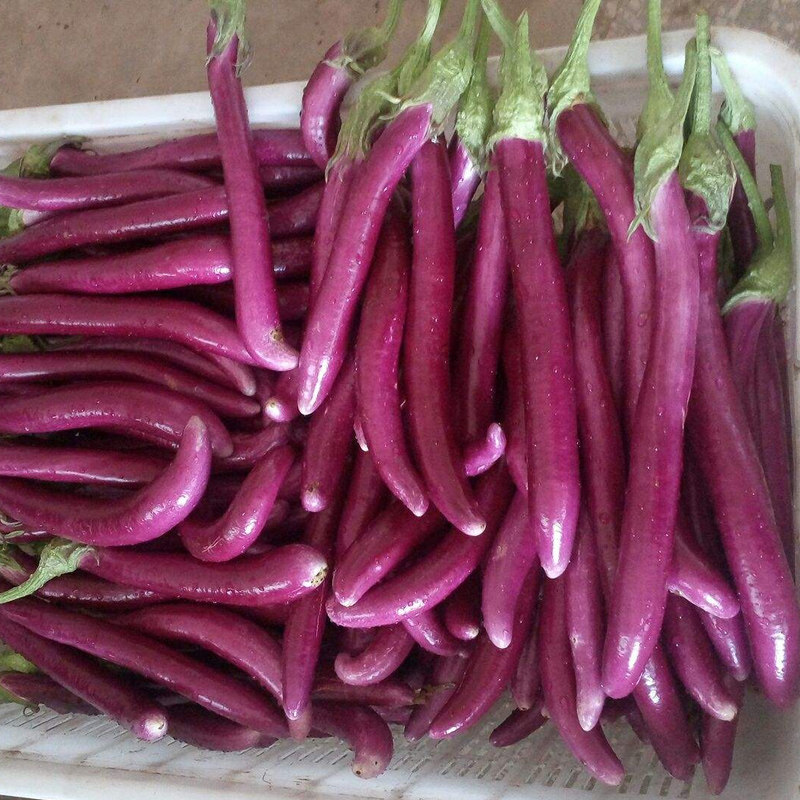 线茄子种子杭茄一号紫红长茄子六号四季播高产抗病蔬菜籽蔬菜种子