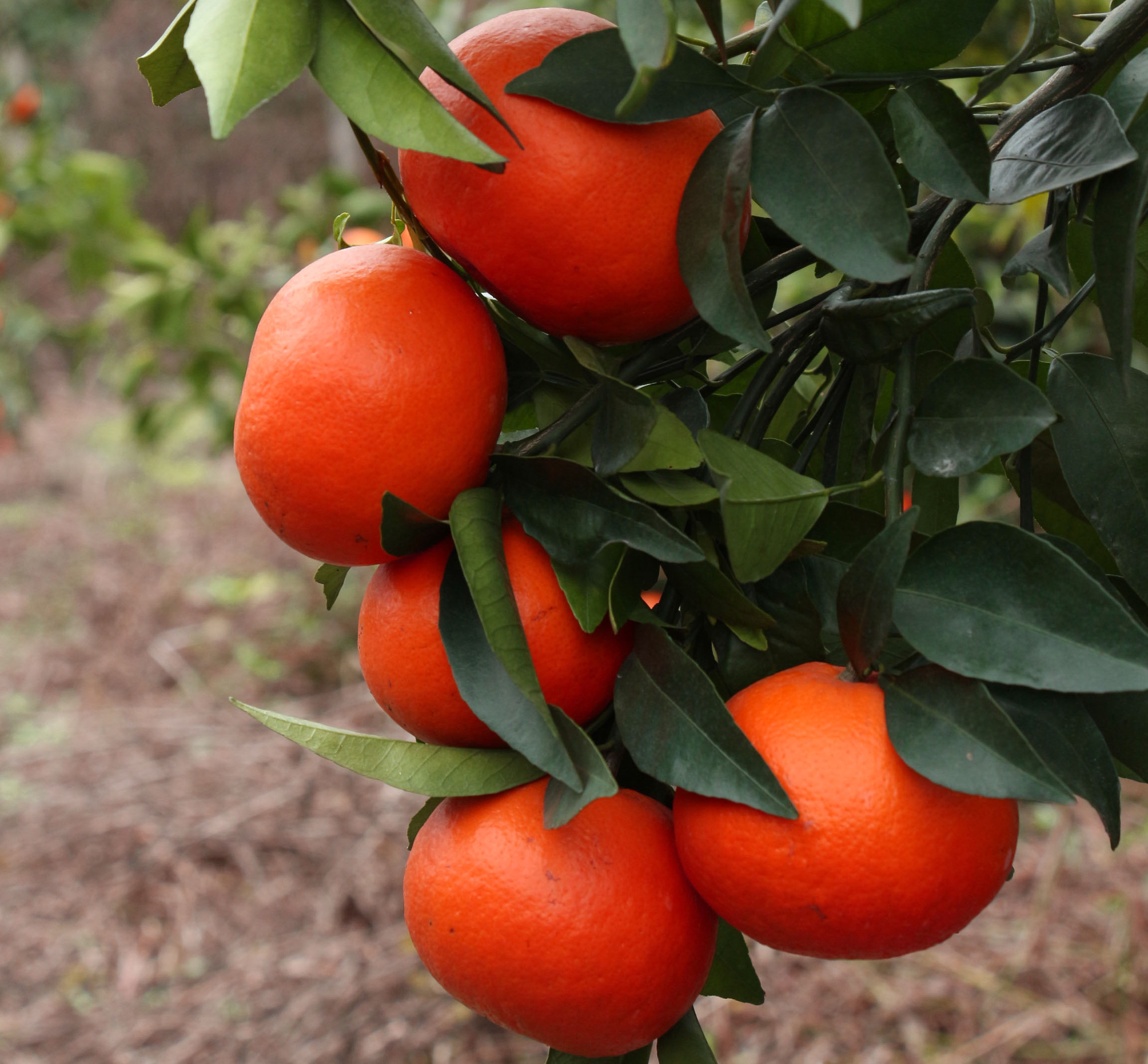 沃柑广西武鸣10斤新鲜现季水果橘子当季桔子桔子