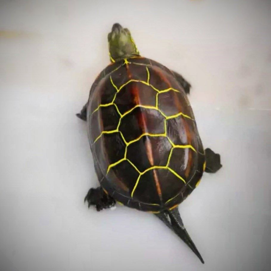 草龟发财龟活一对情侣招财镇宅龟金线活体乌龟龟