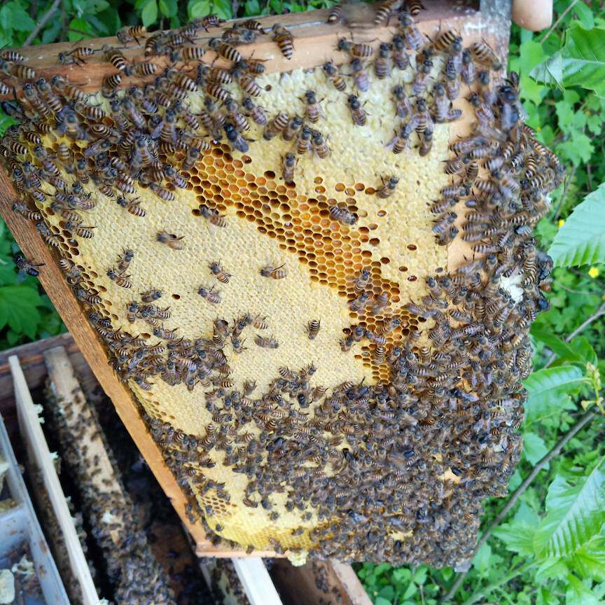 中蜂王湖南仓蜂王蜂王中华蜜蜂仓王怀化仓蜂种王畜牧养殖发财蜂业