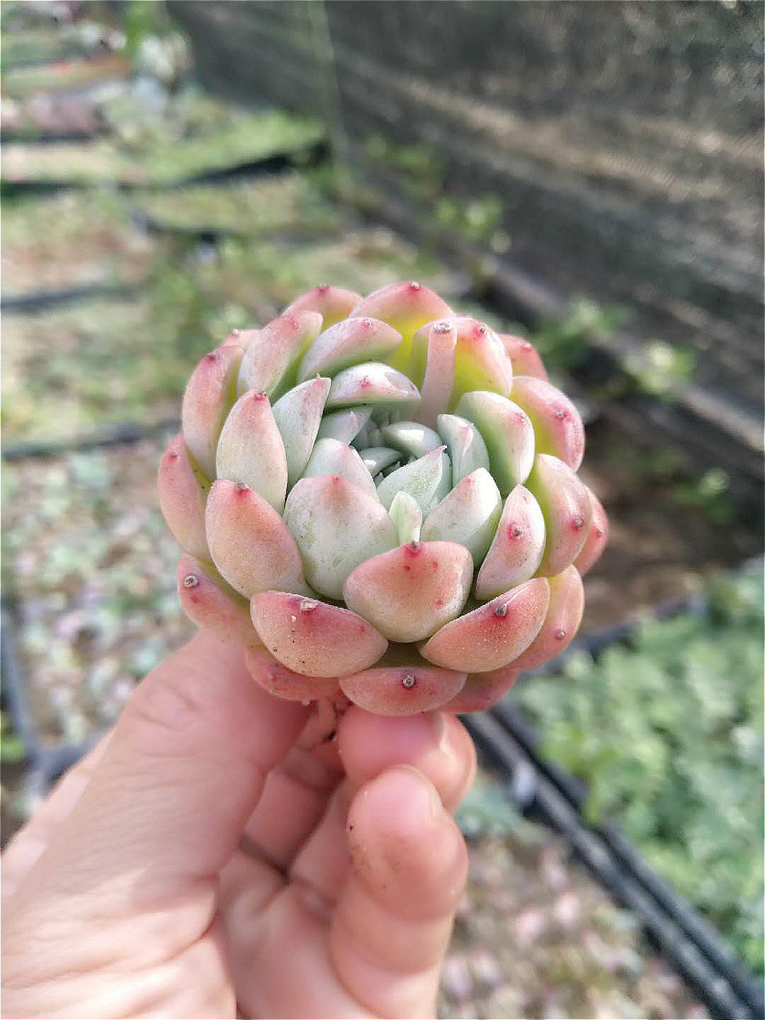 恩宠格瑞瑞斯多肉植物叶子叶片叶插韩国新品货肉多肉植物