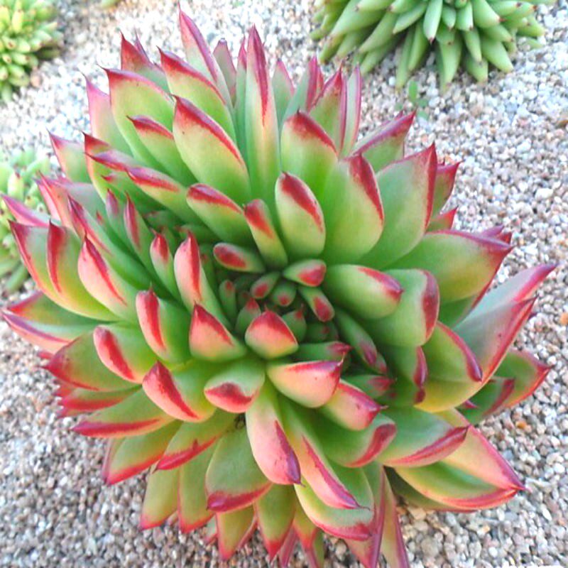 口红缀化艾克魂缀化魅灵多植物办公室多肉植物