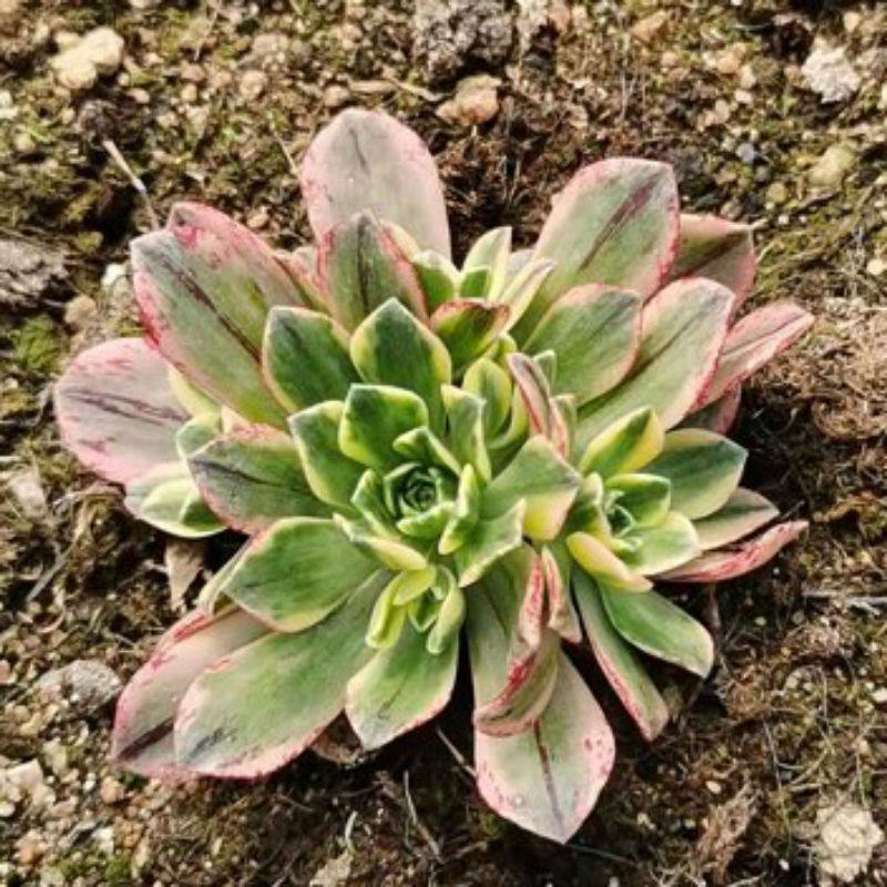 高端多肉植物法师锦甜绿茶锦阳阳台盆栽绿植多肉植物