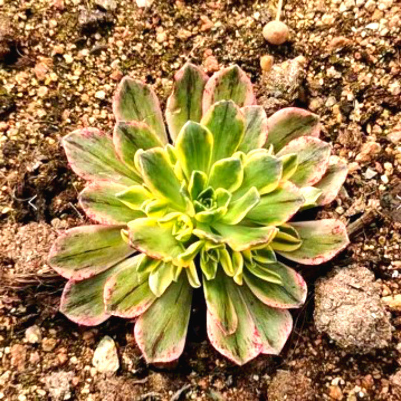 高端多肉植物法师锦甜绿茶锦阳阳台盆栽绿植多肉植物