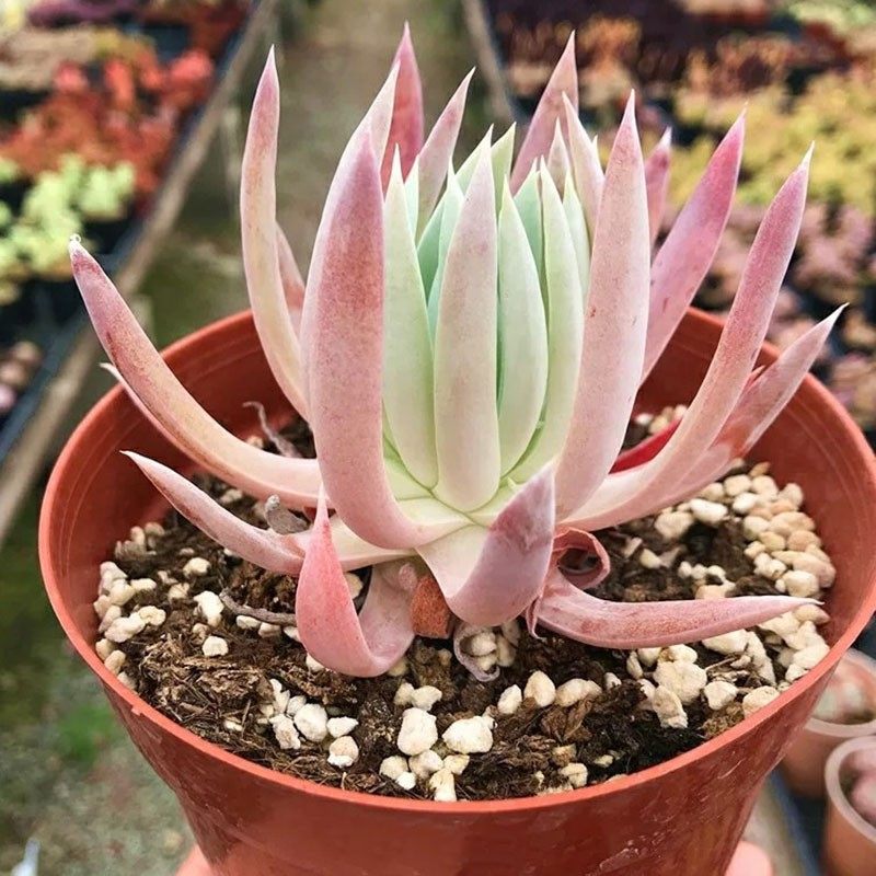 正版奴婢吉娜仙女稀有品种室内阳台桌面美观多肉植物