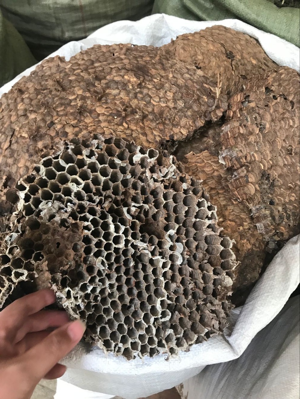 蜂房马蜂窝黄蜂房可打中药材500克包邮野生其他药食同源食品