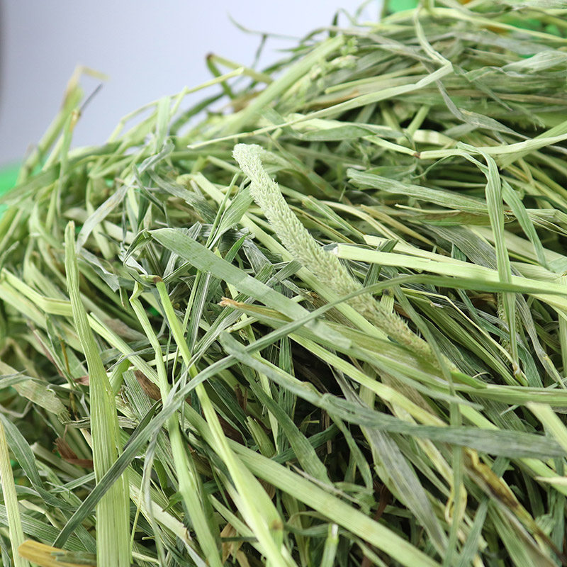 包邮21年晒干提草提摩西草兔子龙猫豚鼠荷兰猪干草牧草500g北提