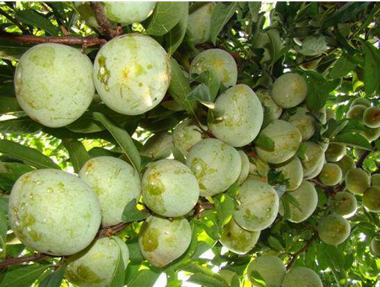 湖南脱骨李子新鲜水果奈油奈赖李湘西青脆李李子