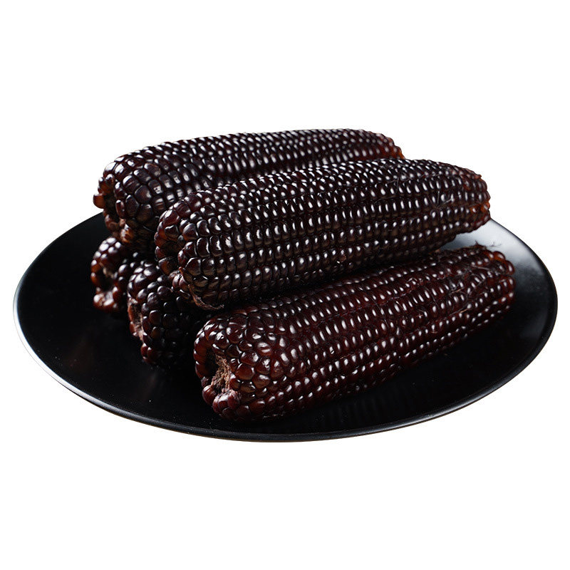 玉米乌粒金花山西农科院研究所转基因黑玉新鲜10根玉米