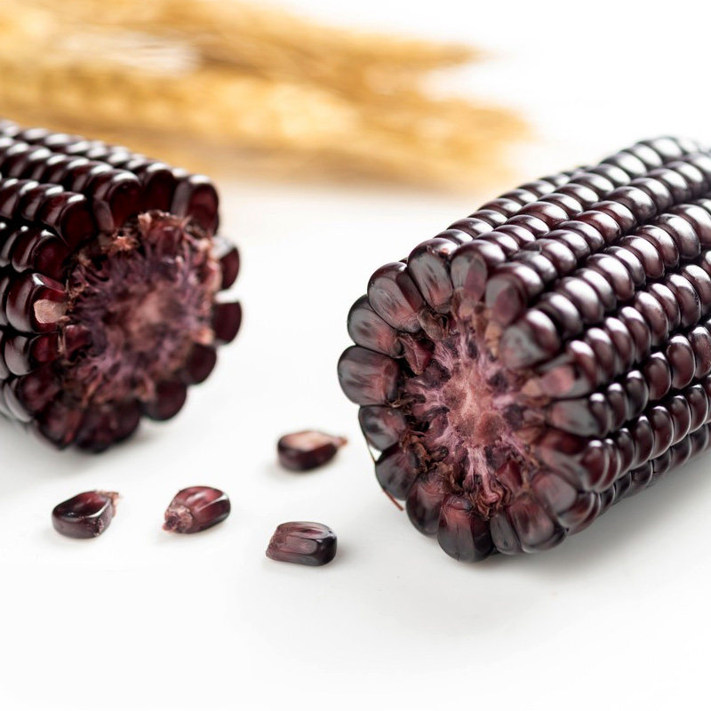 玉米乌粒金花山西农科院研究所转基因黑玉新鲜10根玉米