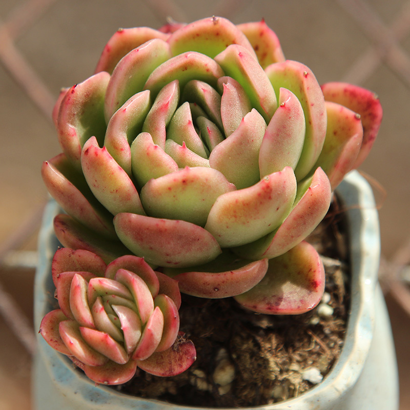 进口多肉植物粉玉杯东云一物一拍